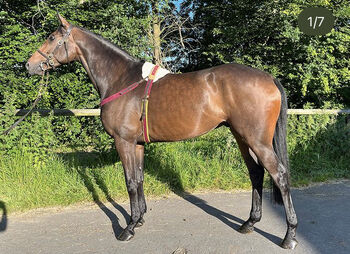 Englischer Vollblüter, Monika Morschbach , Horses For Sale, Bornheim