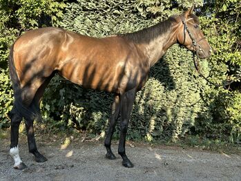 Engl.Vollblutstute, J.Th.Weissmeier , Horses For Sale, Sonsbeck