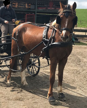 Einspännergeschirr Gr. Cob, Gesa, For Horses, Neunkirchen-Seelscheid