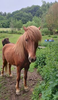 Riesiger Isländer Familienpferd
