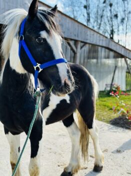 Entire Irish Cob For sale 2020 Coloured Breed Irish Cob, Horse Ville, Horses For Sale, Rutland