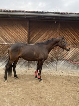 Entspannter Trakehner sucht fördernde Hände, Julia Kögler , Pferd kaufen, schlierbach 