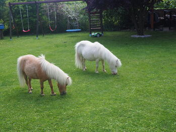 Entzückende Mini-Shetty Stuten, Karin , Pferd kaufen, Langenlois