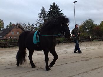 Equimero Doppellonge, Equimero Doppellonge, Kathy, Lunging, Hamburg