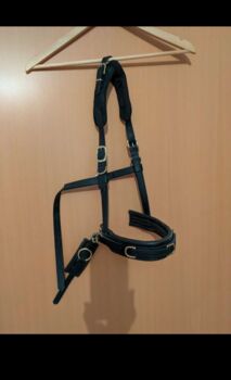 Equimero Equizaum schwarz mit Messingbeschlägen, Equimero Equizaum, Alexandra, Longieren, Seitenstetten