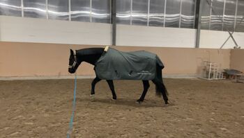 Equine Microtec One Abschwitzdecke, Equine Microtec  One, Tamara, Horse Blankets, Sheets & Coolers, Großrosseln