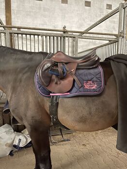 Equipe evulotion, Equipe selleria Evulotion , Sylvia , Jumping Saddle, Worms