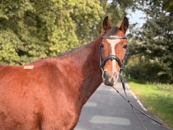 Erfahrende Reitponystute mit Herz