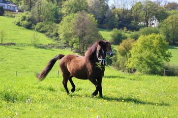 Erfahrener Isländer, sehr sicher (Teil) Ratenzahlung möglich, Hildep, Horses For Sale, KEVELAER 