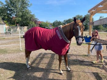 Eskadron Classic Sports Rustic Red, Eskadron  Classic Sports , Fox_Uniicorn, Horse Blankets, Sheets & Coolers, Lilienthal / Seebergen 