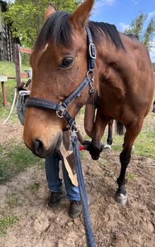 Eskadron Halfter mit Strick, Eskadron Halfter, Greta, Halfter, Schwielowsee