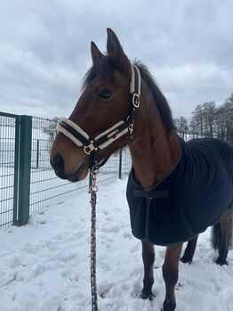 Eskadron Halfter, Eskadron, Anna, Halters, Wülfrath