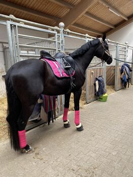 Eskadron neon pink, Eskadron  Neon pink big square , Tanita, Dressage Pads, Unterföhring