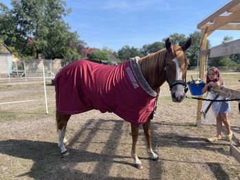 Eskadron Rustic Red Classic Sport, Eskadron  Classic Sport , Jeannie Zeplin , Horse Blankets, Sheets & Coolers, Lilienthal 