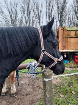 Eskadronhalfter sucht neuen Pferdekopf, Eskadron , Julia , Halfter, Oranienburg 