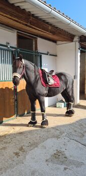 Esstockholm Schabracke/Set Equestrian Stockholm Dressage Pad Bordeaux