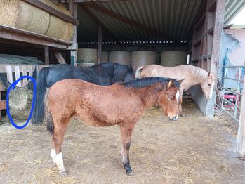 Estnischer klepper stutfohlen, ponyfohlen