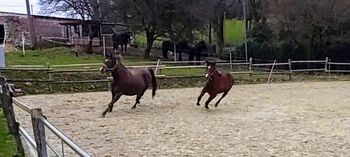 Jährlingsstute, Bianka, Horses For Sale, Ennepetal 