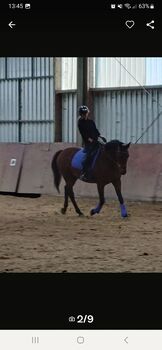 Charakterstarke Stute