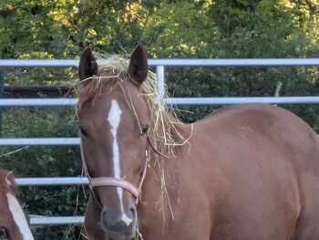 Europäisches Westernpferd, Natalie Schurich , Horses For Sale, Bad Mergentheim 