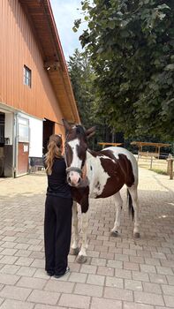 Europäisches Westernpferd, 7 Jahre, 154cm