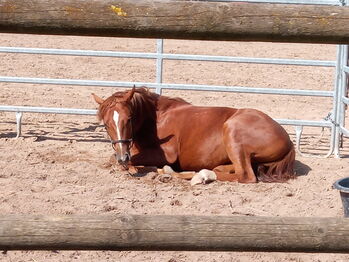 Europäisches Westernpferd