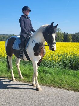 Europäisches Westernpferd, 7 Jahre, 154cm