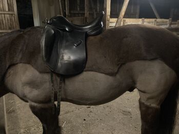 Euroriding Achat Dressur 17“ KW34, Euroriding  Achat, Sabrina , Dressage Saddle, Friedrichsdorf