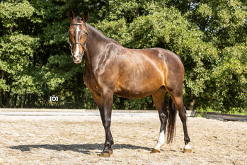 Eve - Deutsches Sportpferd (DSP), 9 Jahre, Braun