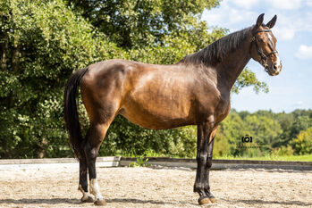 Eve - Deutsches Sportpferd (DSP), 9 Jahre, Braun