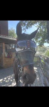 EVysor Reitbrille Pferd, Renate , Sonstiges, Wien, Innere Stadt