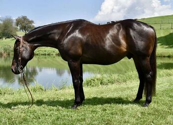 Exceptional 16.2h OTTB – Quiet, Versatile & One of a Kind, Farroy Demcal, Horses For Sale, London