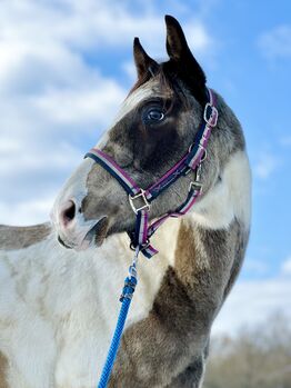 Exceptional colt for sale ⭐️