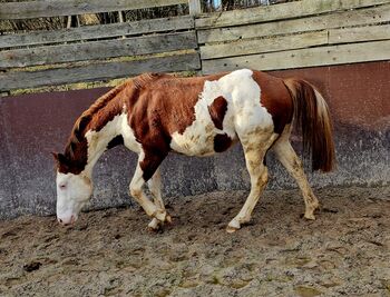 Außergewöhnlicher Paint Horse Hengst mit viel Ausstrahlung und bester Reining-Abstammung