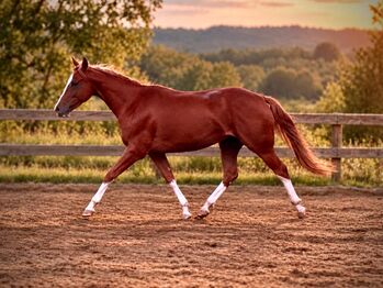 Außergewöhnliche Quarter Horse Stute mit Cutting-Talent