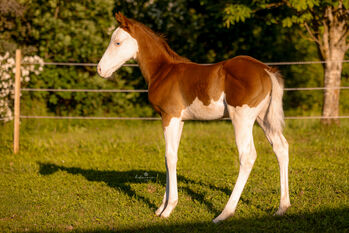 Außergewöhnlicher Quarter/Paint Horse Hengst mit Top Reining Abstammung, Kerstin Rehbehn (Pferdemarketing Ost), Horses For Sale, Nienburg
