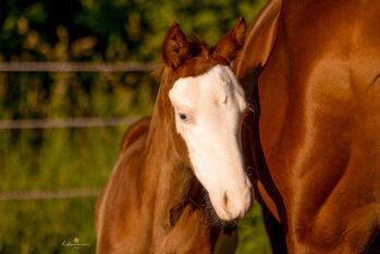 Außergewöhnlicher Quarter/Paint Horse Hengst mit Top Reining Abstammung