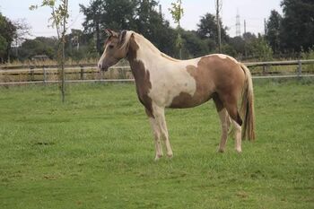 Außergewöhnliche Reitponystute aus S Mutterstamm, Reitponygestüt Aspel , Horses For Sale, Rees