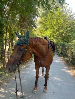Exceptional Thoroughbred Mare with Outstanding Pedigree, NKNK, Horses For Sale, Ljubljana - dostava
