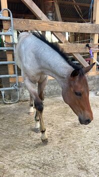Außergewöhnliches AQHA Quarter Horse Hengstfohlen mit viel Potenzial
