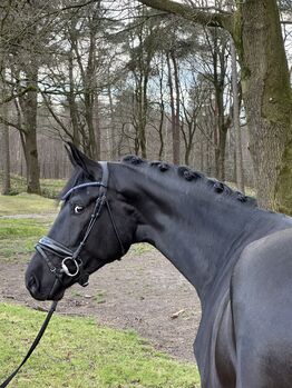 Exceptional black gelding by Sir Donnerhall