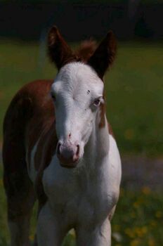 Aussergewöhnliches Quarter Horse Stutfohlen