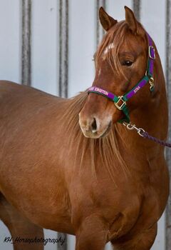 Exklusive Quarter Horse Stute mit vielversprechendem Nachwuchs