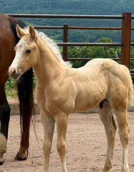 Exklusives Palomino-Hengstfohlen mit Top-Reining-Abstammung, Amelie Liegl, Pferd kaufen, Eppan