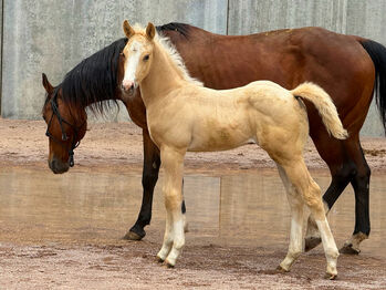 Exklusives Palomino-Hengstfohlen mit Top-Reining-Abstammung