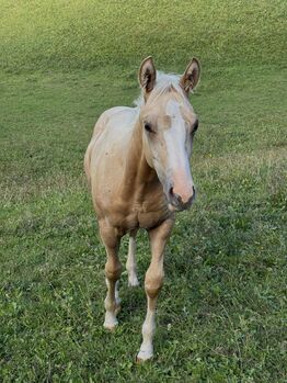 Exklusives Palomino-Hengstfohlen mit Top-Reining-Abstammung