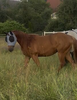 Expected Peppy Doc X Miss Doc Chex Peppy