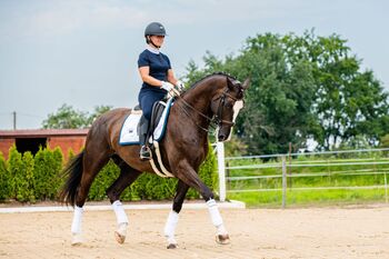 Turniererfahrener KWPN Wallach von Geoge Clooney x Negro, Pferdevermittlung Leus, Horses For Sale, Henstedt Ulzburg