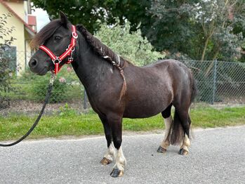 Erfahrene Shetty-Stute "Rutt" sucht liebevolles Zuhause!, Sport- und Freizeitpferde Fuchs, Horses For Sale, Ellgau