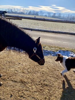 Ausdrucksstarker Quarterhorse Wallach